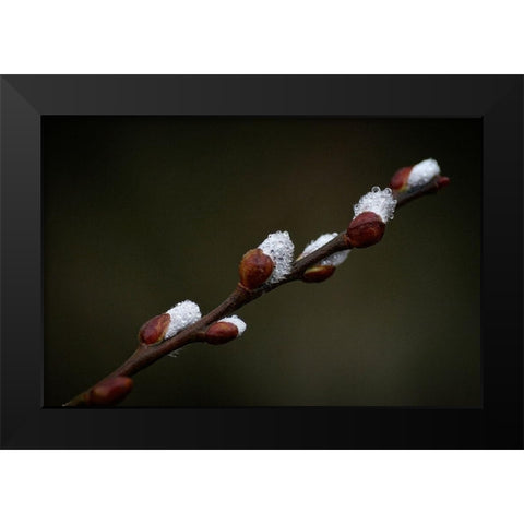 Early spring Black Modern Wood Framed Art Print by Cseresnjes, Anna