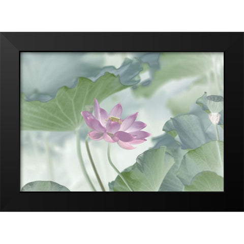 Lotus Black Modern Wood Framed Art Print by Lu, Binbin