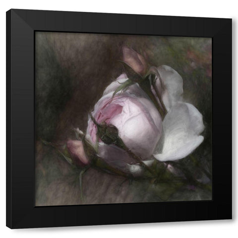 Budding beauty Black Modern Wood Framed Art Print with Double Matting by Claes, Gilbert