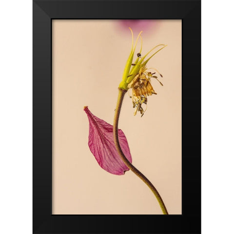 Almost a flower Black Modern Wood Framed Art Print by Shumilova, Ludmila