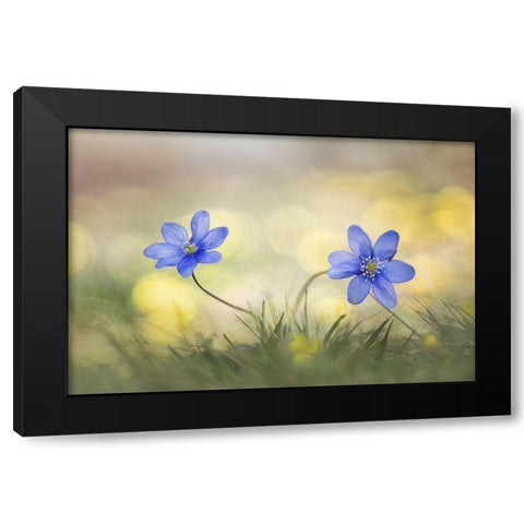 Hepatica Black Modern Wood Framed Art Print by Marini, Roberto