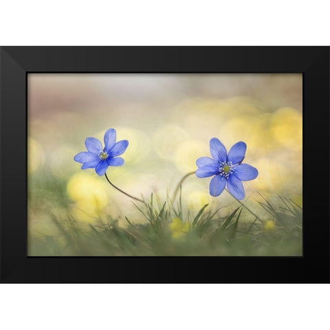 Hepatica Black Modern Wood Framed Art Print by Marini, Roberto