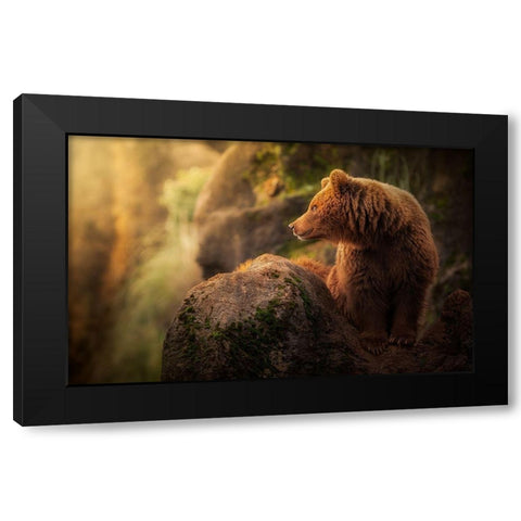 Brown bear during sunset Black Modern Wood Framed Art Print with Double Matting by Saavedra Ruiz, Sergio