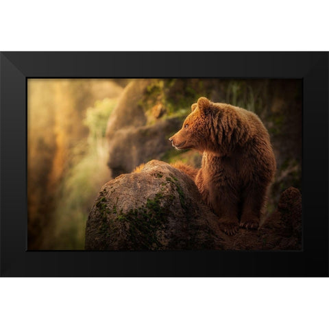 Brown bear during sunset Black Modern Wood Framed Art Print by Saavedra Ruiz, Sergio