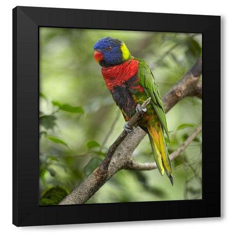 Rainbow Lory or Green Naped Lory Black Modern Wood Framed Art Print with Double Matting by Fitzharris, Tim