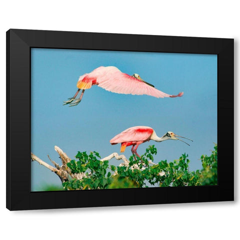 Roseate Spoonbills on Nest-High Island-Texas USA Black Modern Wood Framed Art Print with Double Matting by Fitzharris, Tim