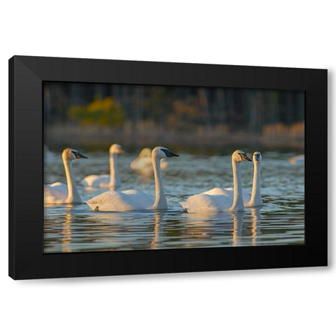 Trumpeter Swans-Magness Lake-Arkansas Black Modern Wood Framed Art Print with Double Matting by Fitzharris, Tim