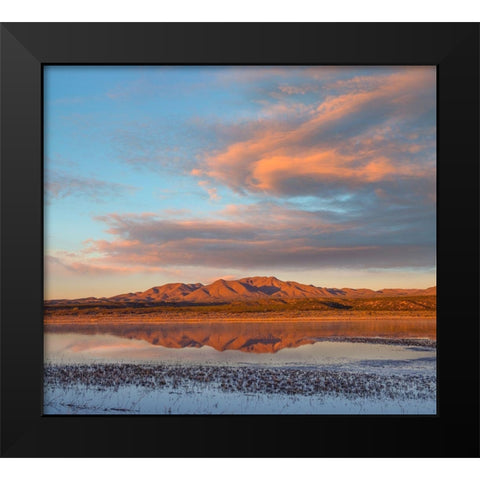 Crane Pool at Bosque del Apache NWR -NM Black Modern Wood Framed Art Print by Fitzharris, Tim