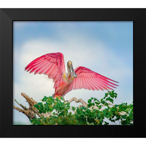 Roseate Spoonbills Landing Black Modern Wood Framed Art Print by Fitzharris, Tim