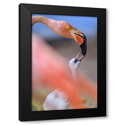 Carribean Greater Flamingo with Chick Black Modern Wood Framed Art Print with Double Matting by Fitzharris, Tim