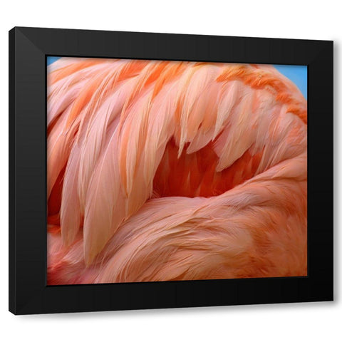 Caribbean Greater Flamingo Black Modern Wood Framed Art Print with Double Matting by Fitzharris, Tim