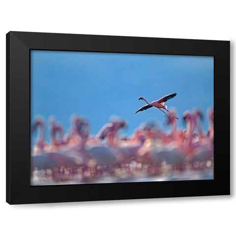 Lesser Flamingos-Lake Bogoria-Kenya Black Modern Wood Framed Art Print with Double Matting by Fitzharris, Tim