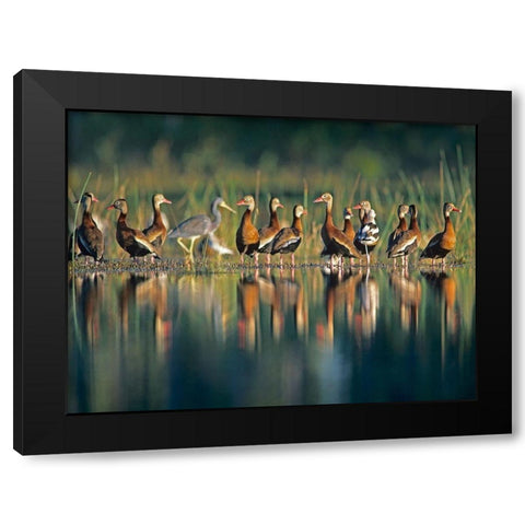 Black-bellied Whistling Ducks Black Modern Wood Framed Art Print by Fitzharris, Tim