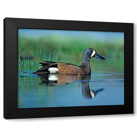 Blue-winged Teal Black Modern Wood Framed Art Print with Double Matting by Fitzharris, Tim