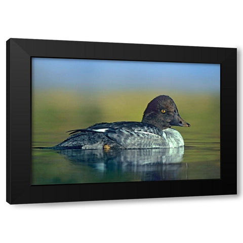 Common Golden-eye Duck Female Black Modern Wood Framed Art Print by Fitzharris, Tim