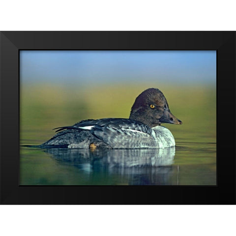 Common Golden-eye Duck Female Black Modern Wood Framed Art Print by Fitzharris, Tim