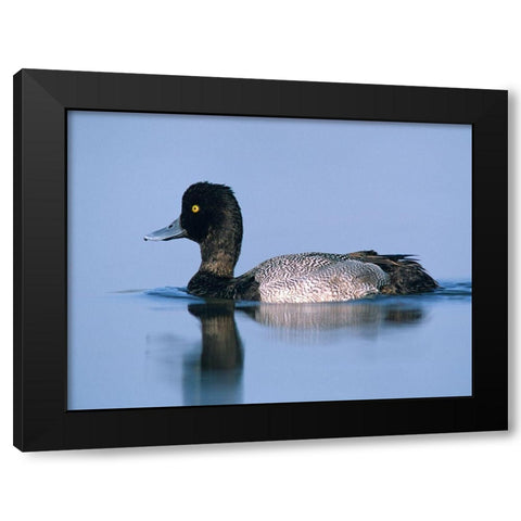 Lesser Scaup Duck II Black Modern Wood Framed Art Print by Fitzharris, Tim
