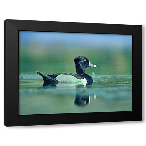 Ring-necked Duck Black Modern Wood Framed Art Print with Double Matting by Fitzharris, Tim