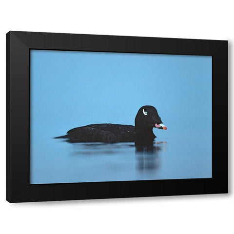 White-winged scoter-Esquimalt Lagoon-British Columbia Black Modern Wood Framed Art Print by Fitzharris, Tim