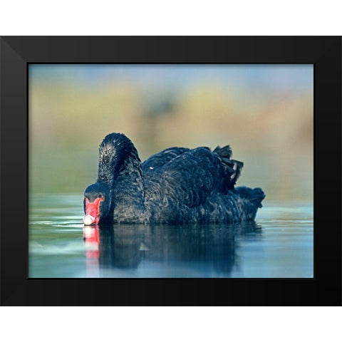 Black Swan Sipping Water Black Modern Wood Framed Art Print by Fitzharris, Tim