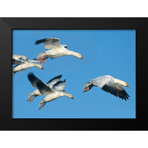 Snow Geese in Flight Black Modern Wood Framed Art Print by Fitzharris, Tim