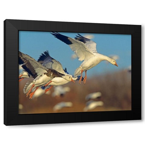 Snow Geese Landing Black Modern Wood Framed Art Print by Fitzharris, Tim