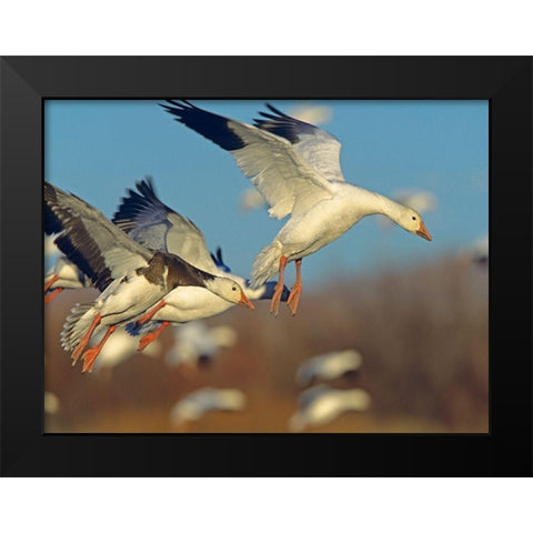 Snow Geese Landing Black Modern Wood Framed Art Print by Fitzharris, Tim