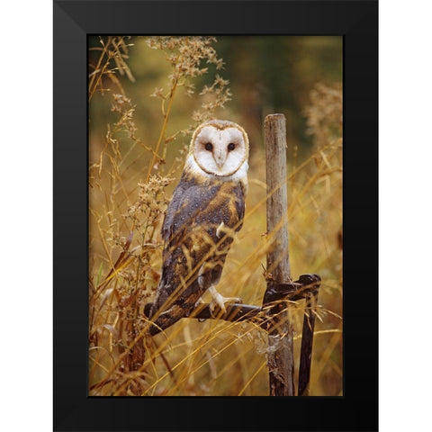 Barn Owl I Black Modern Wood Framed Art Print by Fitzharris, Tim