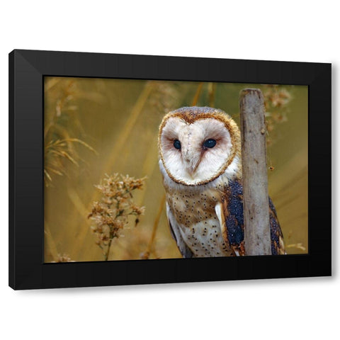 Barn Owl II Black Modern Wood Framed Art Print with Double Matting by Fitzharris, Tim