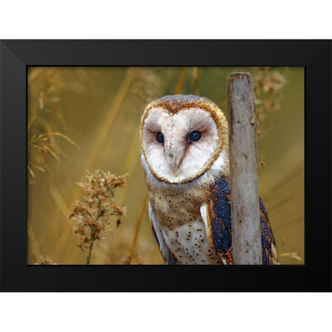 Barn Owl II Black Modern Wood Framed Art Print by Fitzharris, Tim