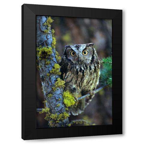 Western Screech Owl I Black Modern Wood Framed Art Print by Fitzharris, Tim