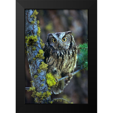 Western Screech Owl I Black Modern Wood Framed Art Print by Fitzharris, Tim