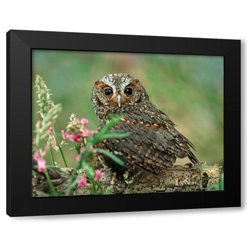 Flammulated Owl I Black Modern Wood Framed Art Print with Double Matting by Fitzharris, Tim