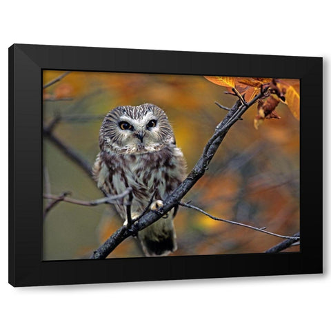 Northern Saw-whet Owl Black Modern Wood Framed Art Print with Double Matting by Fitzharris, Tim