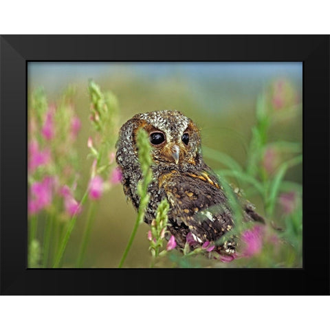 Flammulated Owl II Black Modern Wood Framed Art Print by Fitzharris, Tim