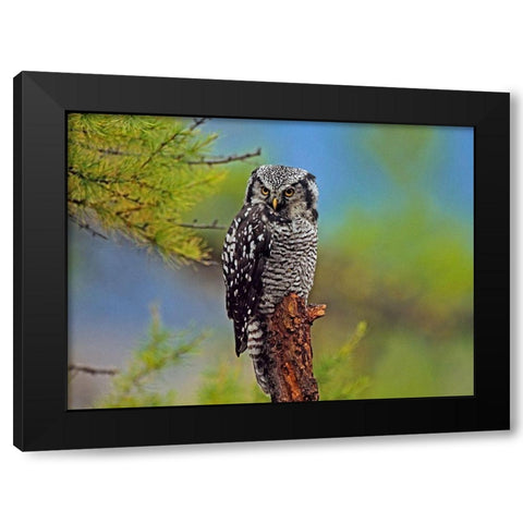 Northern Hawk Owl Black Modern Wood Framed Art Print by Fitzharris, Tim
