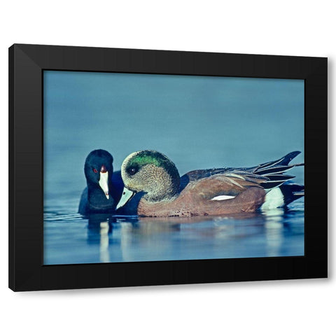 Coot Hoping to Share Food with American Widgeon Drake Black Modern Wood Framed Art Print with Double Matting by Fitzharris, Tim