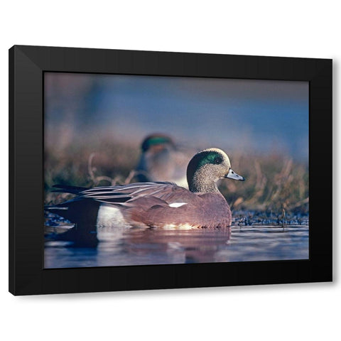 American Wigeon Drake with Hen Black Modern Wood Framed Art Print with Double Matting by Fitzharris, Tim