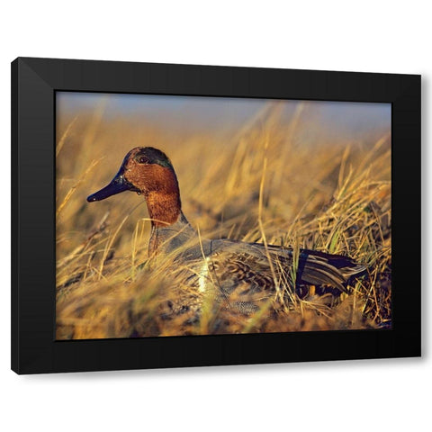 Green-winged Teal Drake Black Modern Wood Framed Art Print with Double Matting by Fitzharris, Tim