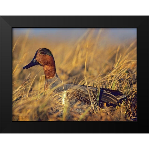 Green-winged Teal Drake Black Modern Wood Framed Art Print by Fitzharris, Tim