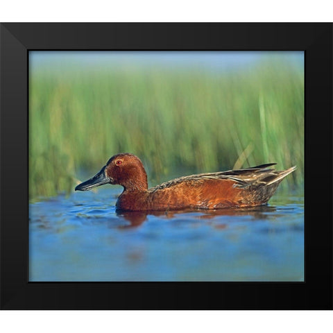 Cinnamon Teal Drake Black Modern Wood Framed Art Print by Fitzharris, Tim