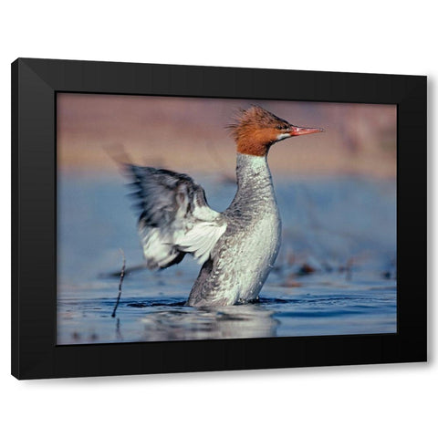 Common Merganser Black Modern Wood Framed Art Print with Double Matting by Fitzharris, Tim