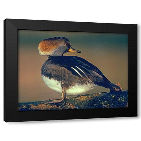 Hooded Merganser Female Black Modern Wood Framed Art Print by Fitzharris, Tim