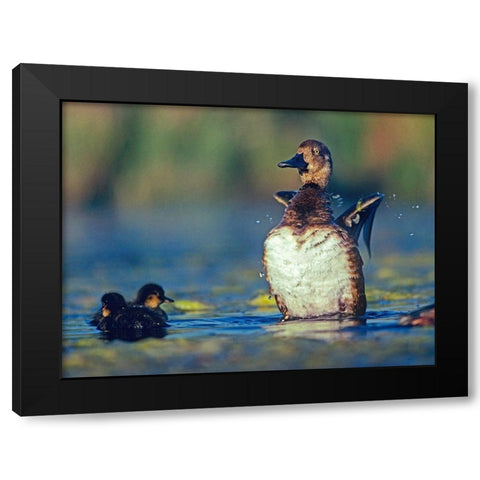 Lesser Scaup Female and Young Black Modern Wood Framed Art Print with Double Matting by Fitzharris, Tim