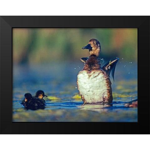 Lesser Scaup Female and Young Black Modern Wood Framed Art Print by Fitzharris, Tim