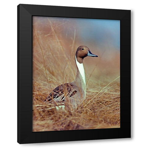 Northern Pintail Drake Black Modern Wood Framed Art Print with Double Matting by Fitzharris, Tim