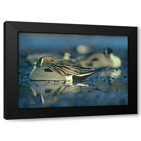 Northern Pintail Drake Snoozing Black Modern Wood Framed Art Print by Fitzharris, Tim