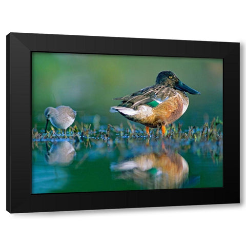 Northern Shoveler Drake with Sandpiper Black Modern Wood Framed Art Print with Double Matting by Fitzharris, Tim