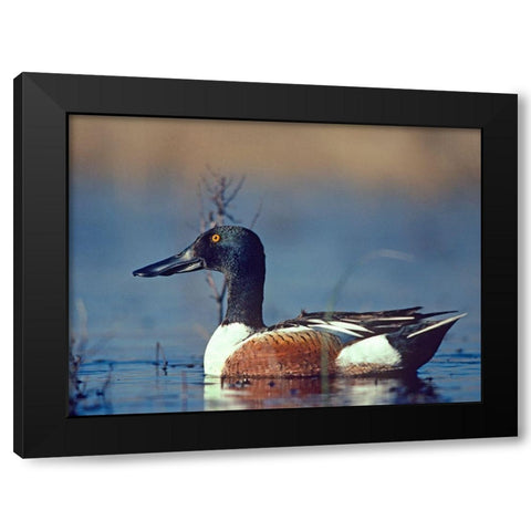 Northern Shoveler Drake Black Modern Wood Framed Art Print with Double Matting by Fitzharris, Tim