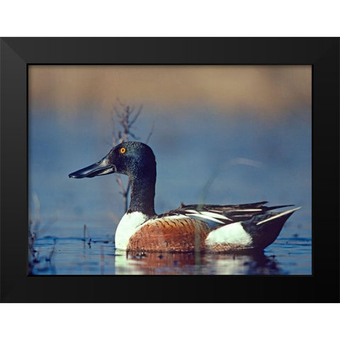 Northern Shoveler Drake Black Modern Wood Framed Art Print by Fitzharris, Tim